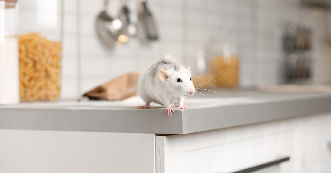 Une souris sur un comptoir